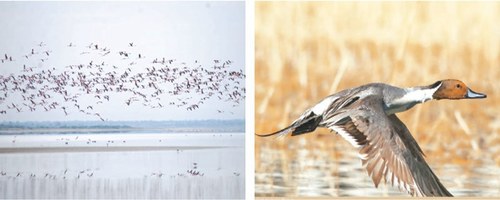 Rise seen in migratory bird population in Pakistan&rsquo;s water bodies despite threats