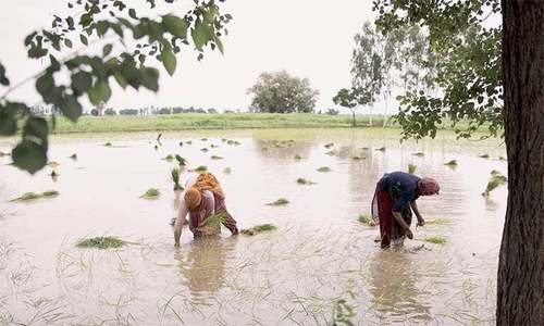Ambiguity in paddy cultivation ban puts lower Sindh growers in a fix Ambiguity in paddy cultivation ban puts lower Sindh growers in a fix