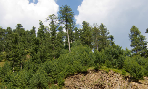 KP to spend Rs649m on biodiversity conservation, eco-tourism promotion