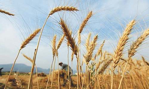 Punjab claims 100pc wheat buying target achieved