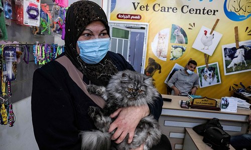 In Gaza, traumatised Palestinians tend to shell-shocked pets In Gaza, traumatised Palestinians tend to shell-shocked pets