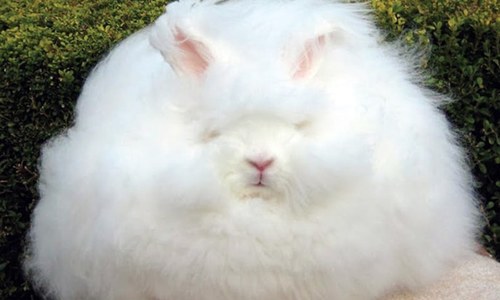 After poultry initiative, federal govt launches rabbit scheme in GB