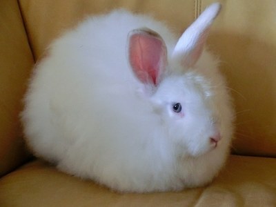 Angora rabbit wool finds a market in Swat Angora rabbit wool finds a market in Swat