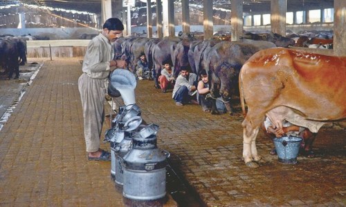 Stakeholders to meet on 22nd to fix fresh milk price in city, SHC told