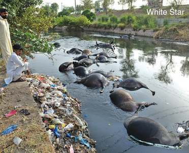 45 buffaloes electrocuted 45 buffaloes electrocuted