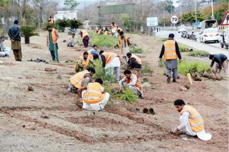 Tree plantation, rainwater harvesting will be mandatory for residents: CDA Tree plantation, rainwater harvesting will be mandatory for residents: CDA