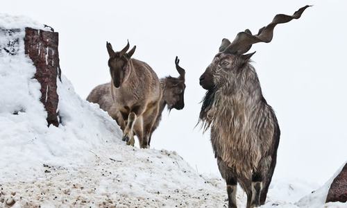 GB communities get share in trophy hunting fee