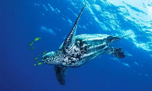 Pakistan losing traditional nesting ground for sea turtles