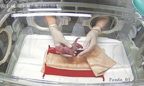Twin joy as Tokyo panda  gives birth to cubs