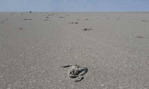 Thousands of flamingos die amid drought in Turkey Thousands of flamingos die amid drought in Turkey