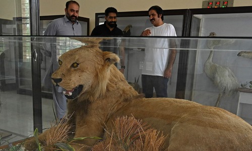 Stuffed with love: bereaved pet owners turn to taxidermy