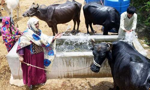Bovines for (e)sale: How Sindh's rural women are becoming skilled entrepreneurs