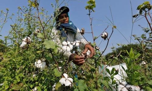 Cotton hits new peak amid low yield, delayed imports