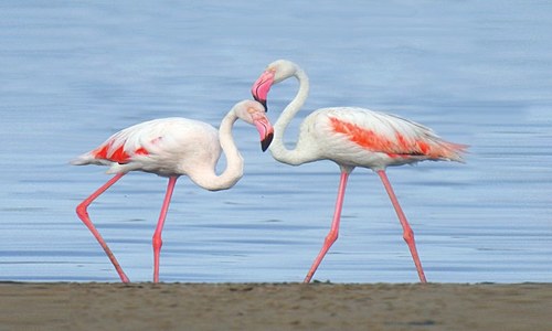 ENVIRONMENT: DANCE OF THE FLAMINGOES ENVIRONMENT: DANCE OF THE FLAMINGOES