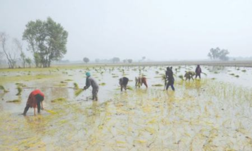 Fears grow as rice sowing surpasses target Fears grow as rice sowing surpasses target