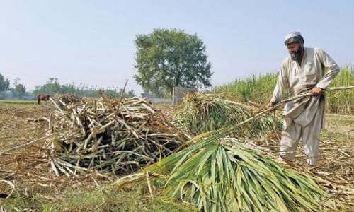 Punjab exceeds sugarcane sowing target