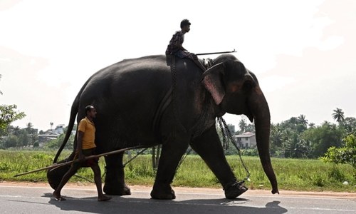 Sri Lanka bans 'drunk driving' of elephants in new protection law