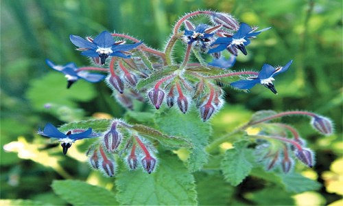 GARDENING WHAT CAN I PLANT IN MY HERB GARDEN Newspaper DAWN COM