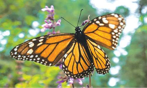 Hunt on for monarch butterfly eggs in the gardens of Canada Hunt on for monarch butterfly eggs in the gardens of Canada