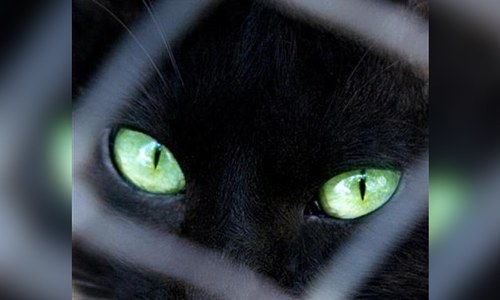 Ex-bureaucrat accused of killing cat in Islamabad released on bail Ex-bureaucrat accused of killing cat in Islamabad released on bail