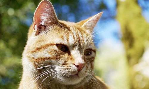 Incident of cat hanged from staircase in Islamabad turns out to be 'fake' Incident of cat hanged from staircase in Islamabad turns out to be 'fake'