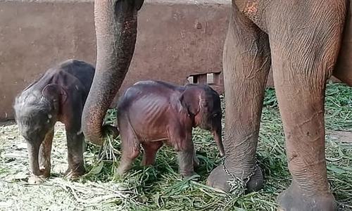 Sri Lanka sees rare birth of elephant twins Sri Lanka sees rare birth of elephant twins
