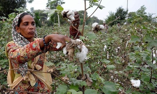 Production of 8.46m cotton bales likely this year