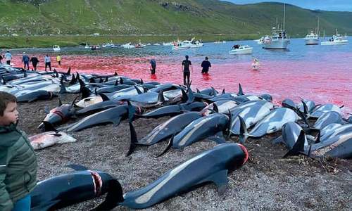 Outcry as Faroe Islands slaughter 1,400 dolphins in a day