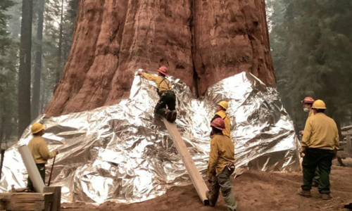 US firefighters optimistic over world&rsquo;s biggest tree