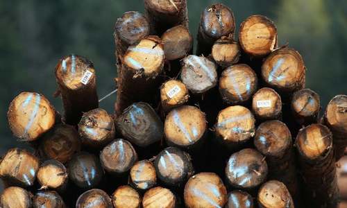 Chitral timber mafia making hay out of govt&rsquo;s &lsquo;windfall policy&rsquo;