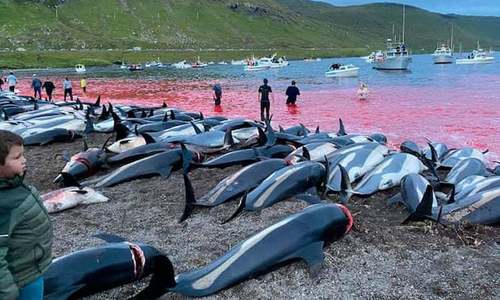 Faroe Islands mass dolphin slaughter casts shadow over tradition Faroe Islands mass dolphin slaughter casts shadow over tradition