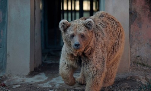 Islamabad zoo&rsquo;s brown bear dies in Jordan sanctuary