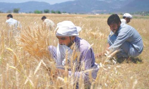 Higher wheat output target fixed amid water woes