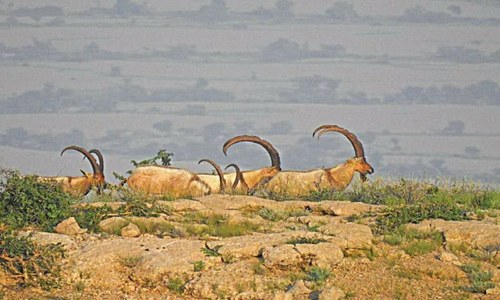 Trophy hunting permits being offered despite dwindling ibex, urial population