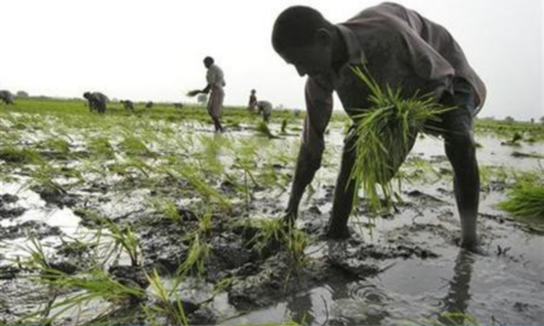 HBL, BoP offer insured crop production loans