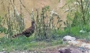 Endangered pheasants spotted in Kaghan valley