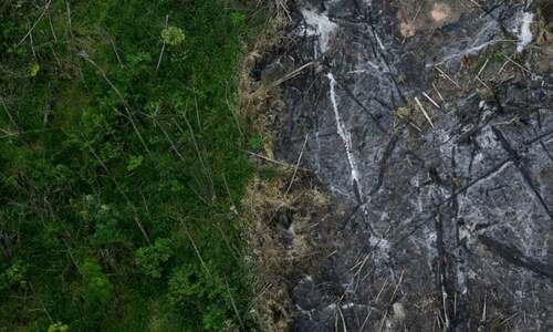 World leaders vow new drive to save forests World leaders vow new drive to save forests