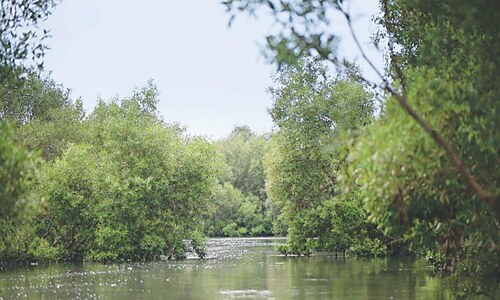 ENVIRONMENT: WHY MANGROVES MATTER EVEN MORE NOW ENVIRONMENT: WHY MANGROVES MATTER EVEN MORE NOW