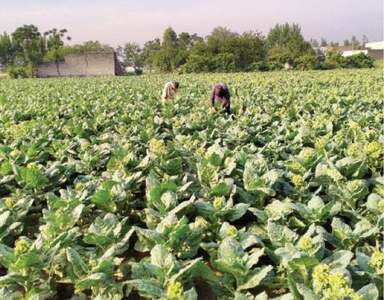 NA panel recommends fixing tobacco price at Rs260 a kilo