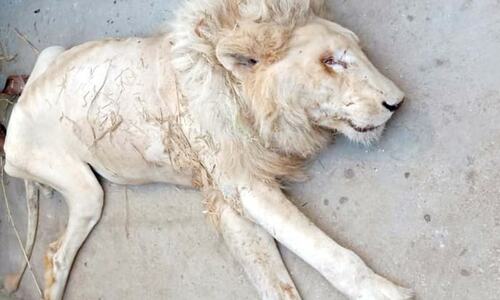 Rare white lion dies at Karachi Zoo, Murtaza Wahab seeks report