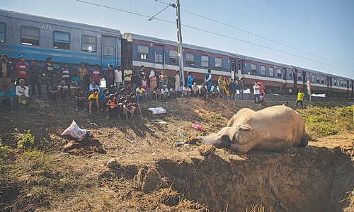 Train kills two elephants walking on track in India