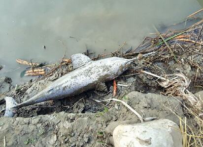 Indus dolphin found dead near Taunsa
