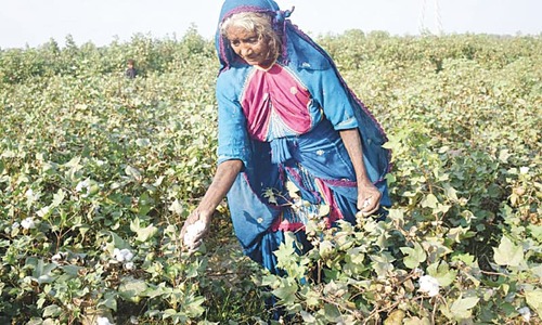 Cotton production up 44pc to 7.3m bales