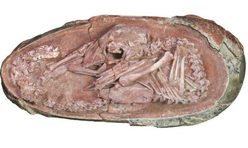 Perfectly preserved dinosaur embryo from 66 million years ago was preparing to hatch like a bird