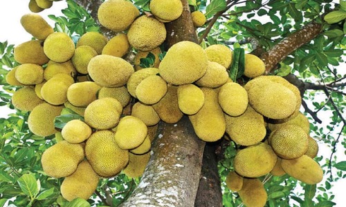 Decades-old jackfruit tree still stands tall in Kohat Customs House
