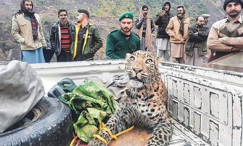 Leopard rescued from Azad Kashmir succumbs to injuries