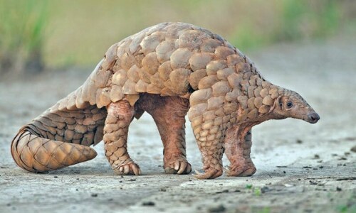 Endangered pangolins thrive in Margalla Hills
