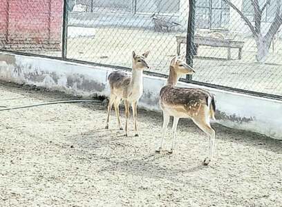 Animals, birds added to Bahawalpur zoo collection