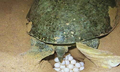 WILDLIFE: WHEREVER I LAY MY EGGS IS HOME