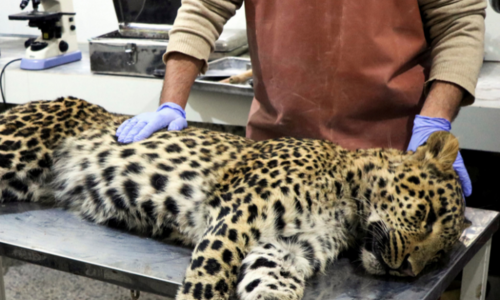 Enraged mob stones leopard to death in Azad Kashmir